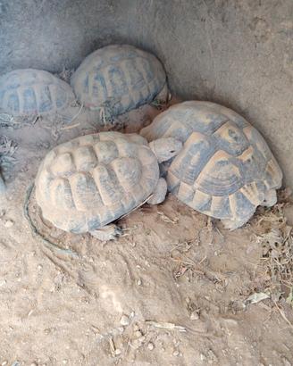 Tartaruga Testudo Germania femmina