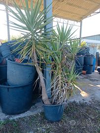 YUCCA ALTA 2 METRI IN VASO