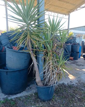 YUCCA ALTA 2 METRI IN VASO