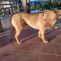 American Bully XL - 4 Anni