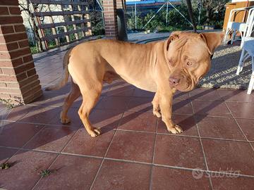American Bully XL - 4 Anni