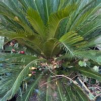 Cycas