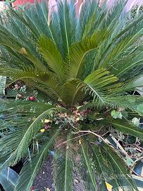 Cycas