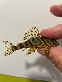 Peckoltia Compta L134 Selvatiche