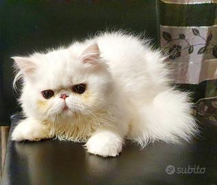 Gatto maschio persiano ipertipico bianco