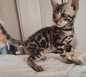 Gatto del Bengala cuccioli