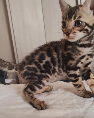 Gatto del Bengala cuccioli