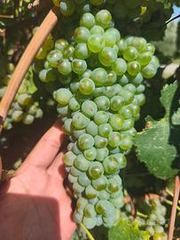 Uva falanghina certificata igt