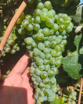 Uva falanghina certificata igt
