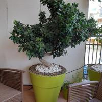 Albero pianta bonsai ficus ginseng vaso verde mela