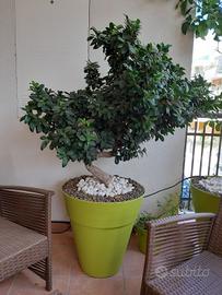Albero pianta bonsai ficus ginseng vaso verde mela