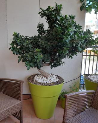 Albero pianta bonsai ficus ginseng vaso verde mela