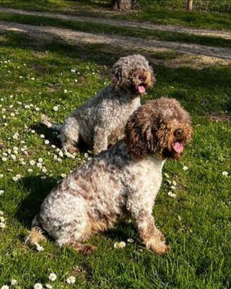 Cucciolata Lagotti Romagnoli