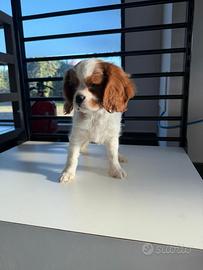 Cavalier king