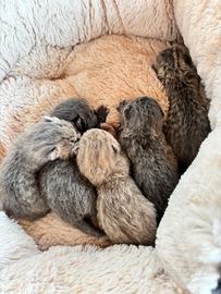 British shorthair
