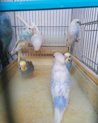 3 cocorite 20 euro