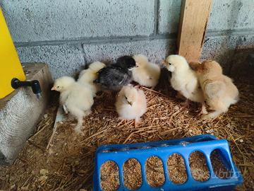 Pulcini brahma e marans