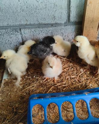 Pulcini brahma e marans