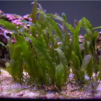 Caluerpa alga marina depurante