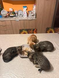 Cuccioli gattini 3 tigrate e 1 rosso
