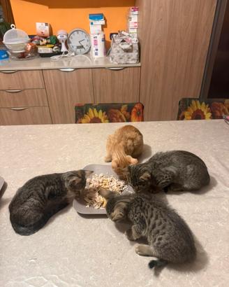 Cuccioli gattini 3 tigrate e 1 rosso