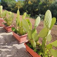 Piante da decorazione o separé 