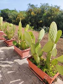 Piante da decorazione o separé 