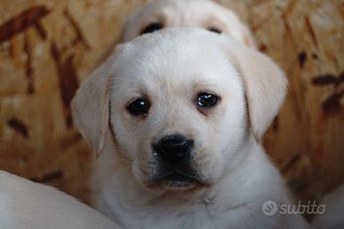 Labrador retriever cuccioli color miele 60 gg