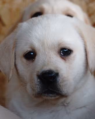 Labrador retriever cuccioli color miele 60 gg