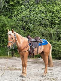 Cavallo palomino