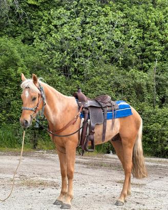 Cavallo palomino
