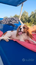Cavalier king