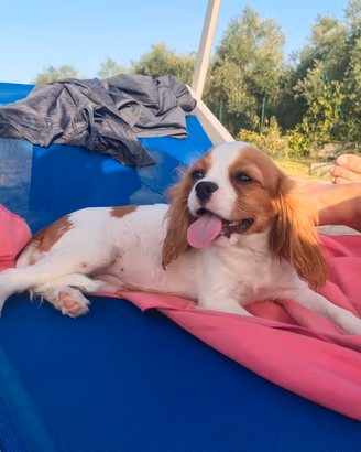 Cavalier king