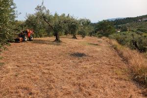 Porzione di oliveto