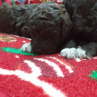 Cuccioli Lagotto romagnolo pedigree Roy