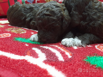 Cuccioli Lagotto romagnolo pedigree Roy