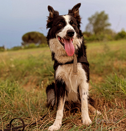 Border collie per monte