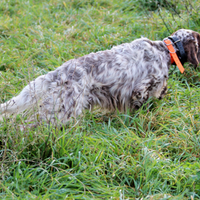 Setter Inglese pronta caccia