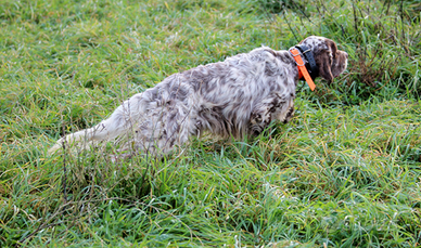 Setter Inglese pronta caccia