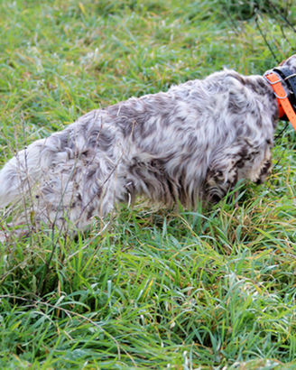Setter Inglese pronta caccia