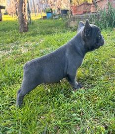 Maschietto bulldog francese blu