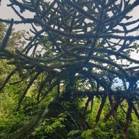 Pianta Aralia ornamentale giardino 40 anni di vita