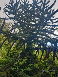 Pianta Aralia ornamentale giardino 40 anni di vita