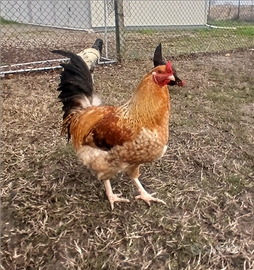 Gallo
