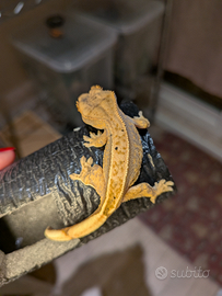 Geco ciliatus (Crestato)