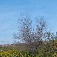 Tartaruga terra con terrario