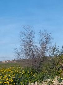 Tartaruga terra con terrario