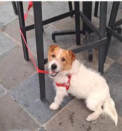 Jack russell