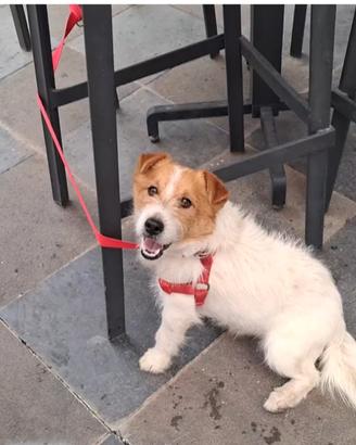Jack russell