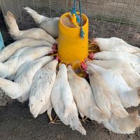 Galline livornesi in produzione